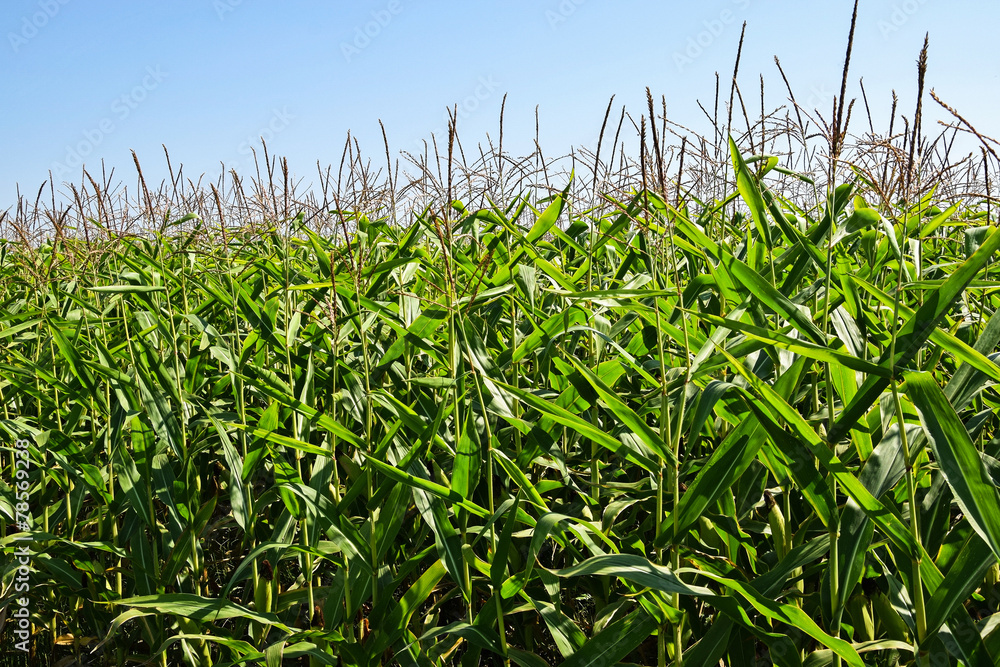 Cornfield in summer Cornfield in summer