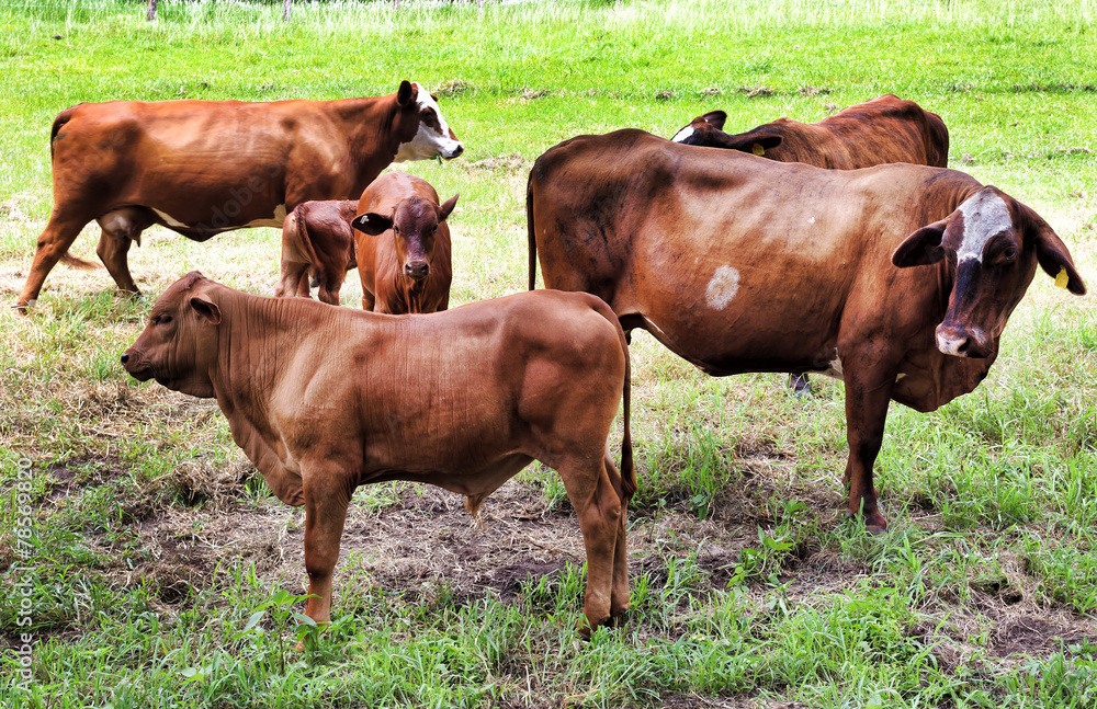 BTops 5 cows close BTops 5 cows close