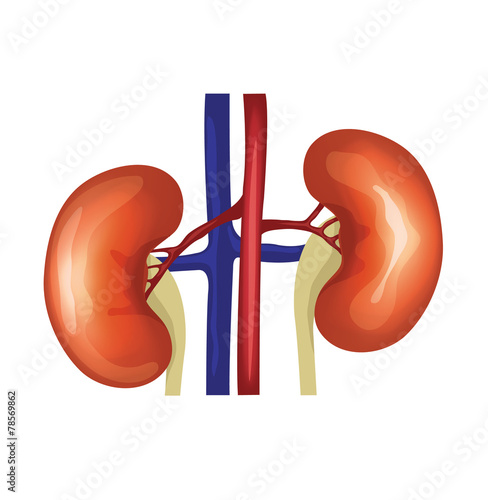 Vector kidneys illustration