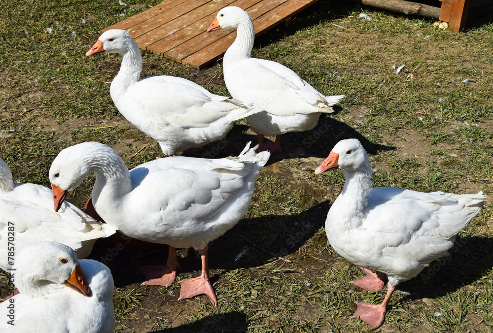 Obraz premium Geese in the poultry yard