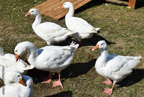 Geese in the poultry yard
