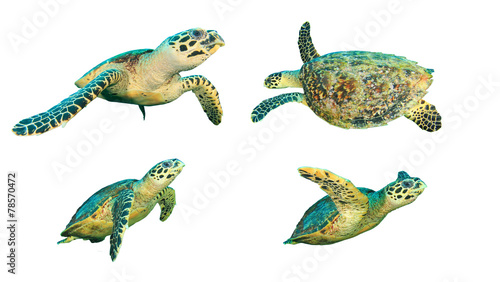 Hawksbill Sea Turtles isolated on whites