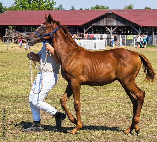 Young bay horse