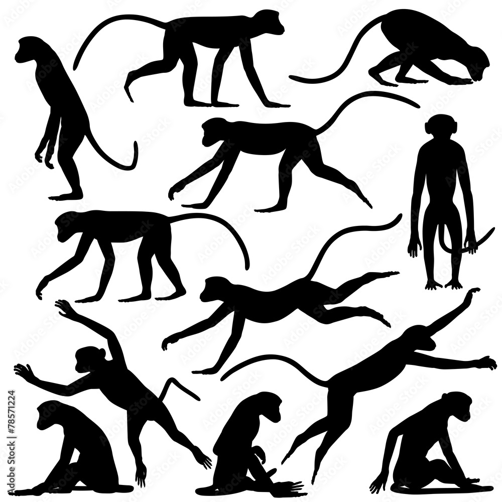 Obraz premium Monkey poses