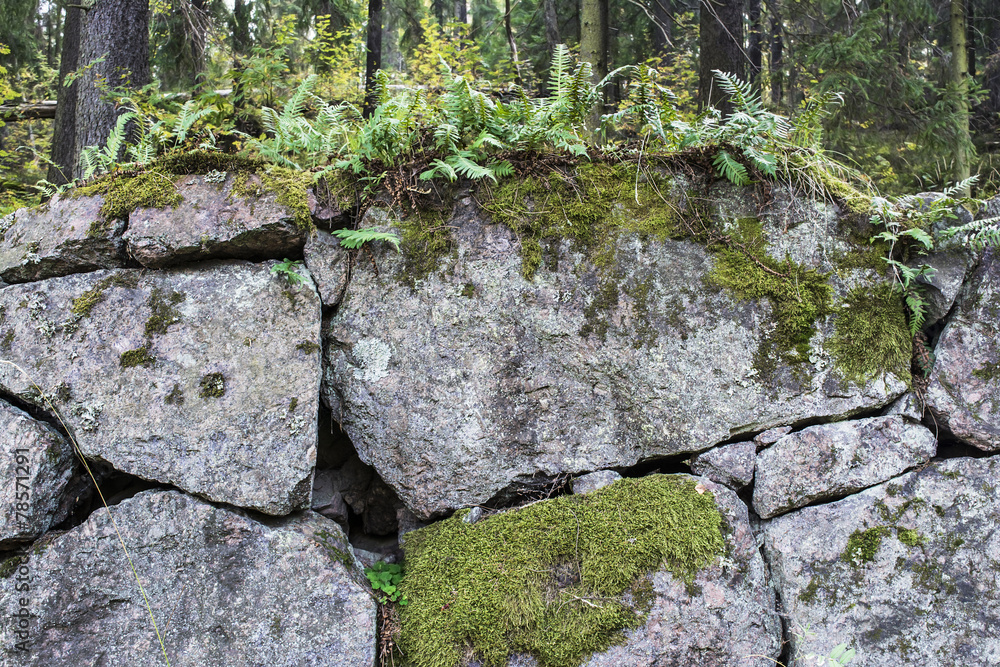 Old stone wall covered by moss and vegetation, Viborg, Russia Old stone wall covered by moss and vegetation, Viborg, Russia