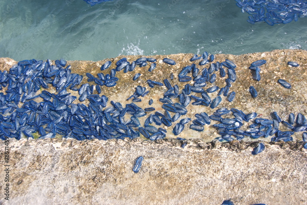 Foto Stock medusa blu velella barchetta di san pietro malta | Adobe Stock