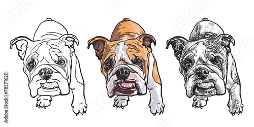 Young bulldog