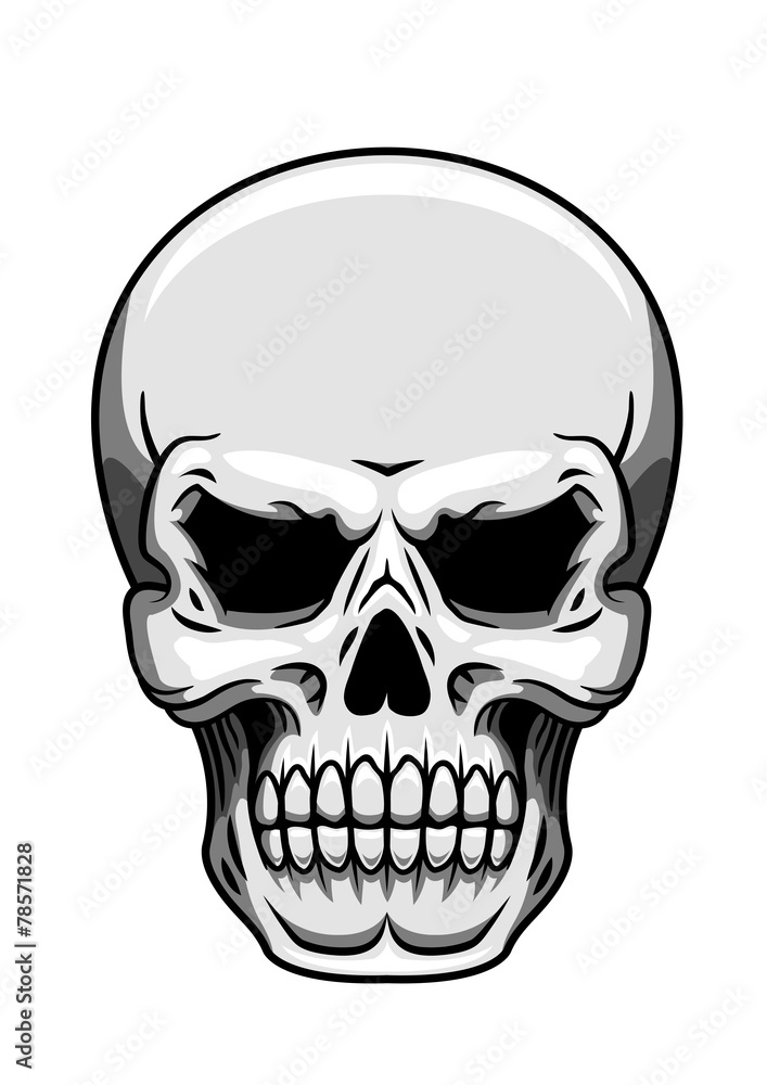 Gray human skull on white