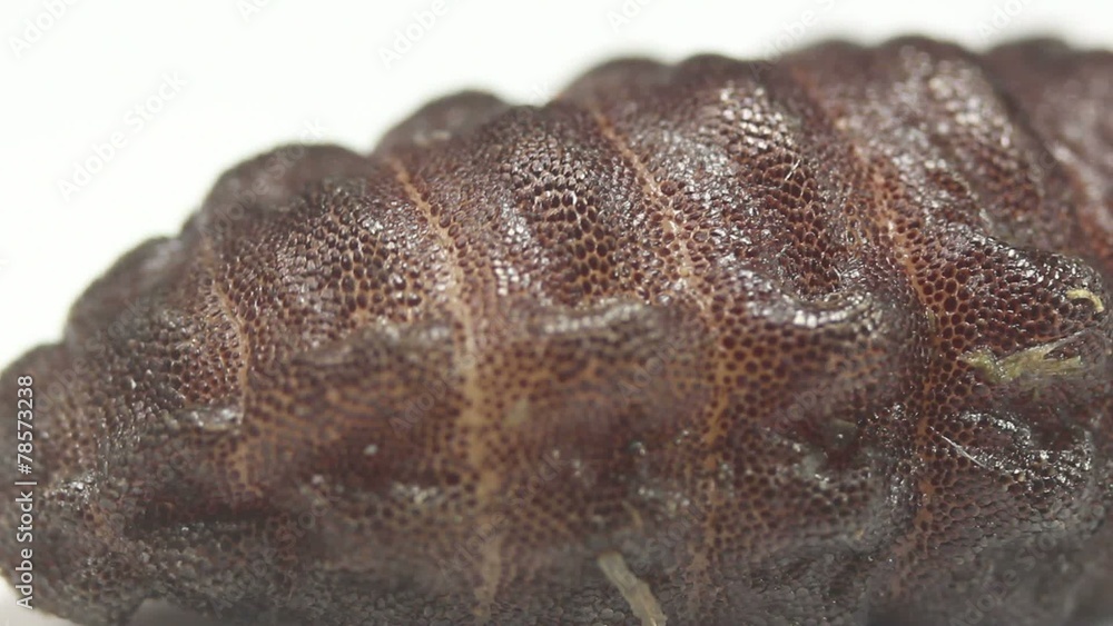 Larva of a rodent bot fly (Cuterebra sp.). Larva of a rodent bot fly (Cuterebra sp.).