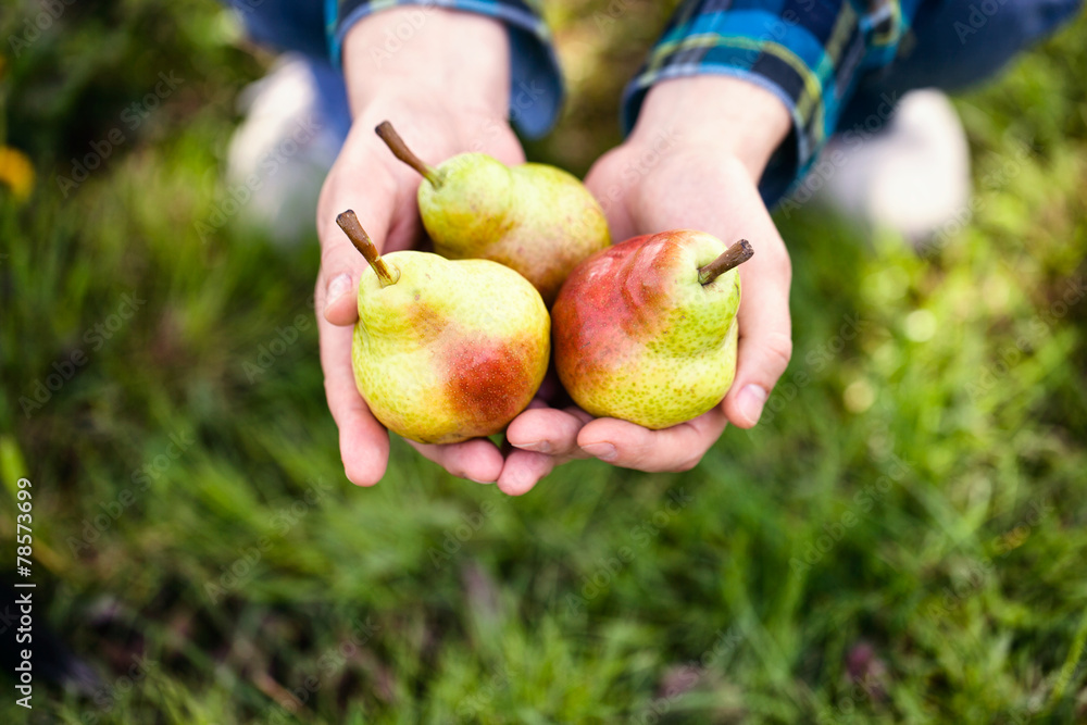 Fresh pear Fresh pear