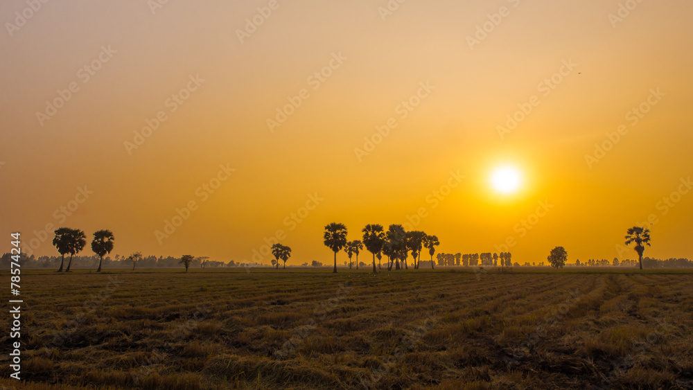 Sugar palm tree in the field with sunset in countryside