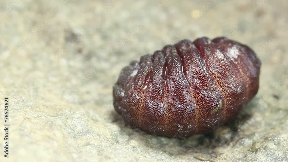 Larva of a rodent bot fly (Cuterebra sp.). Larva of a rodent bot fly (Cuterebra sp.).