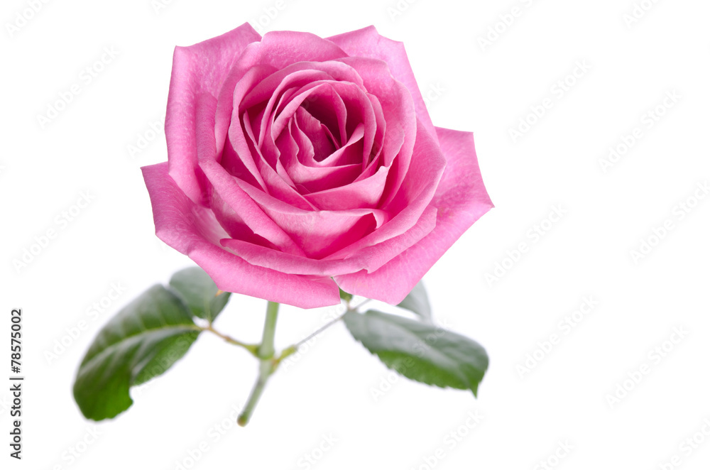 beautiful single pink rose on a white background. top view beautiful single pink rose on a white background. top view