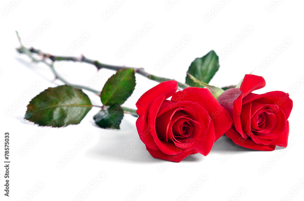 Naklejka premium two beautiful red roses isolated on white background