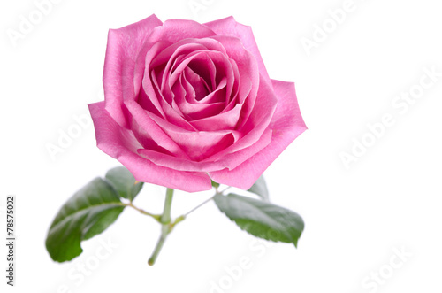 beautiful single pink rose on a white background. top view