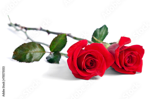 two beautiful red roses isolated on white background