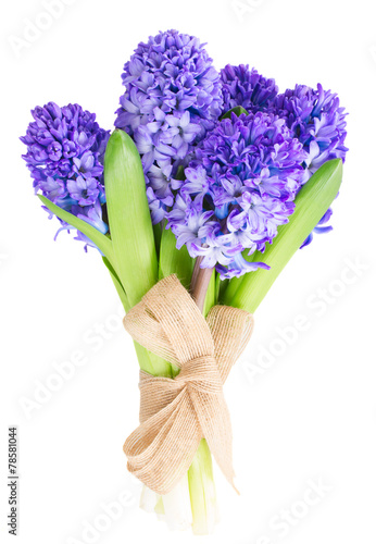 Fototapeta Naklejka Na Ścianę i Meble -  Blue  hyacinth