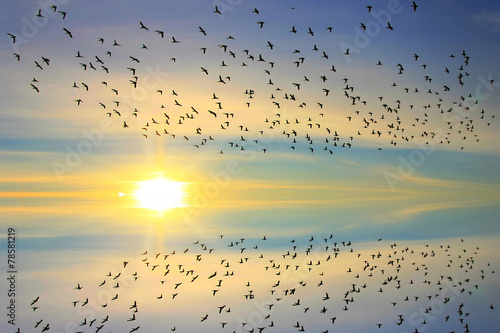 Flock of ducks at sunset