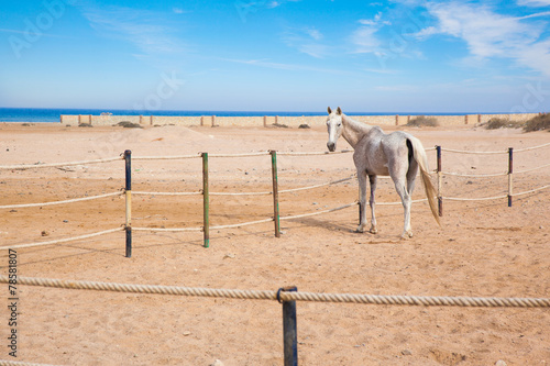 Foto Horses in stall