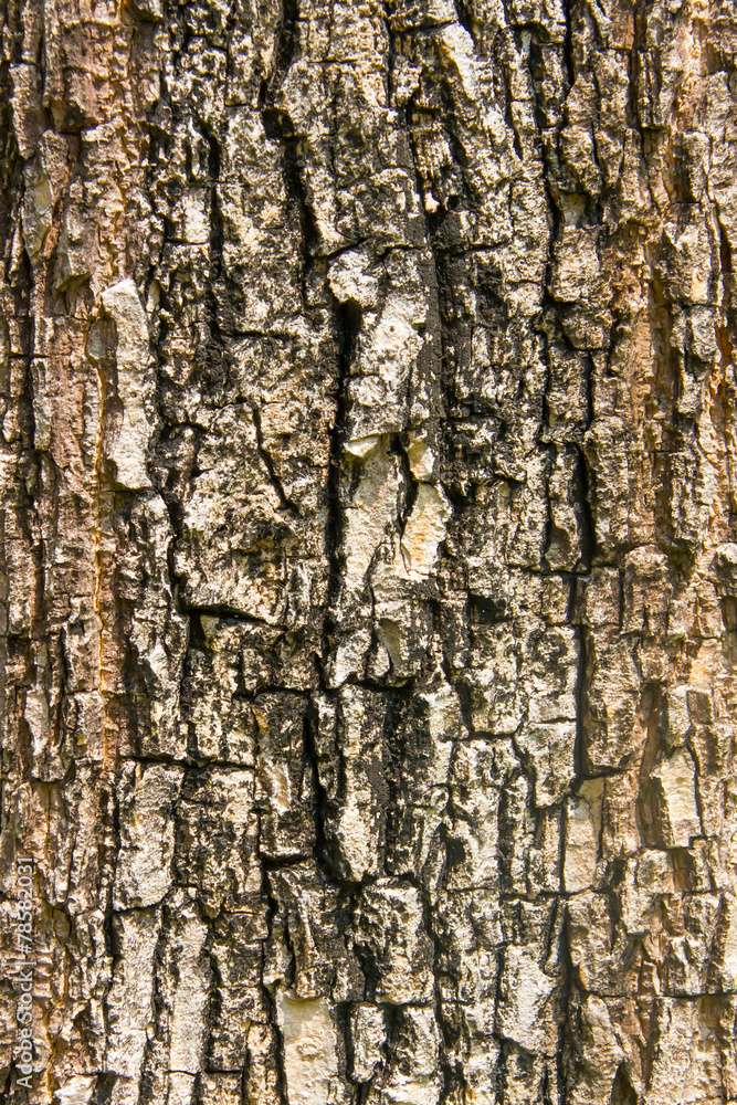 Bark hard wood texture natural background Bark hard wood texture natural background