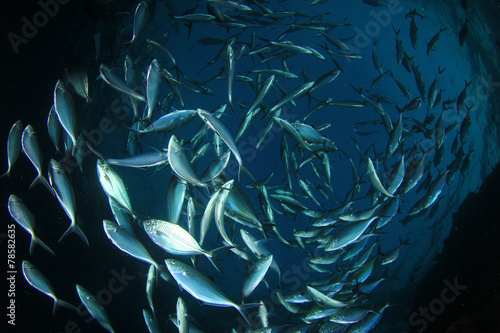 Mackerel Fish in Ocean