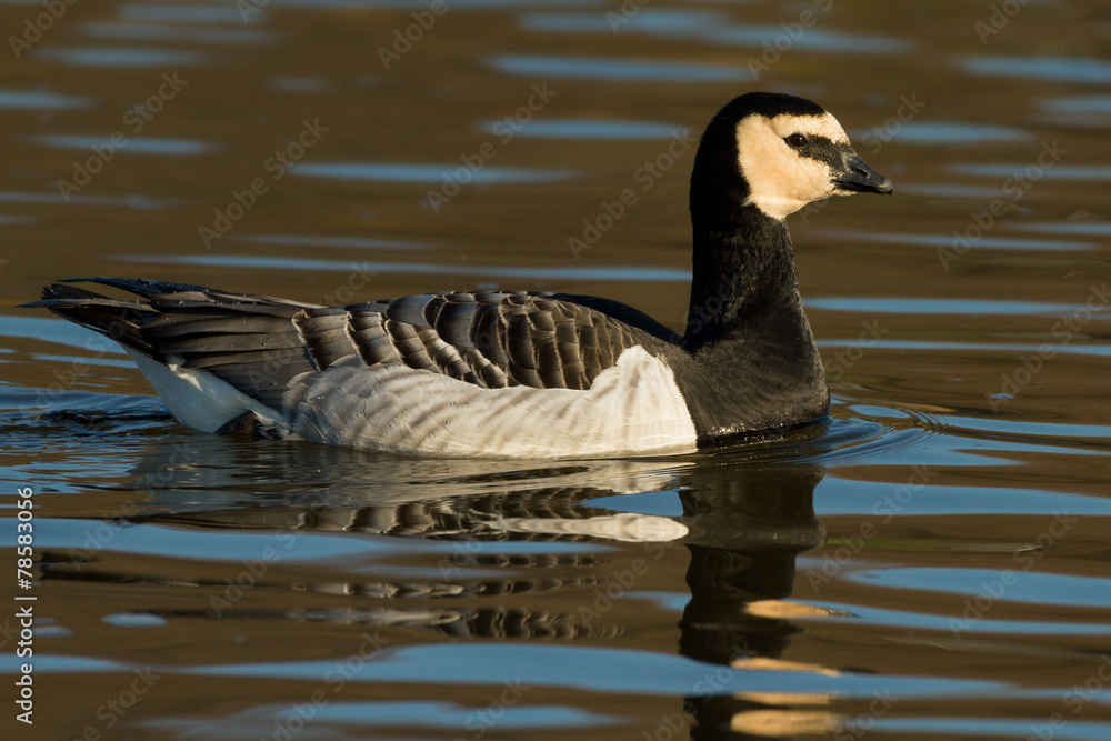 Obraz premium Weißwangengans