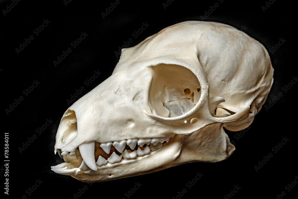 Obraz premium skull of Lemur catta