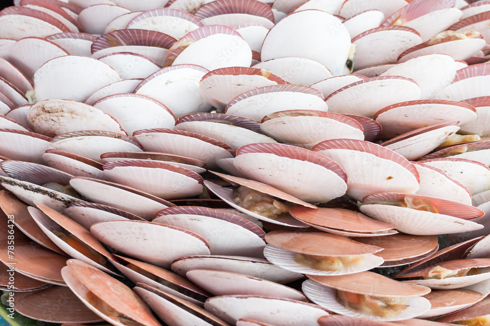 Scallops in shell for sale at a fresh seafood market - edible sa Scallops in shell for sale at a fresh seafood market - edible sa