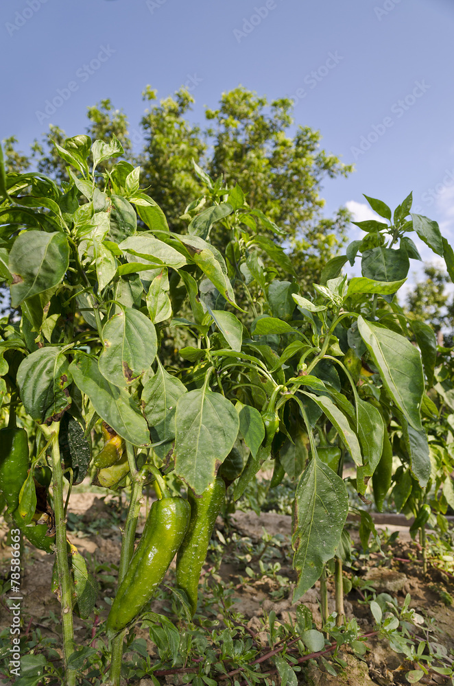 Growing bio vegetables in the northern Bulgaria