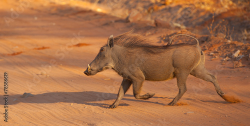 Photos running warthog