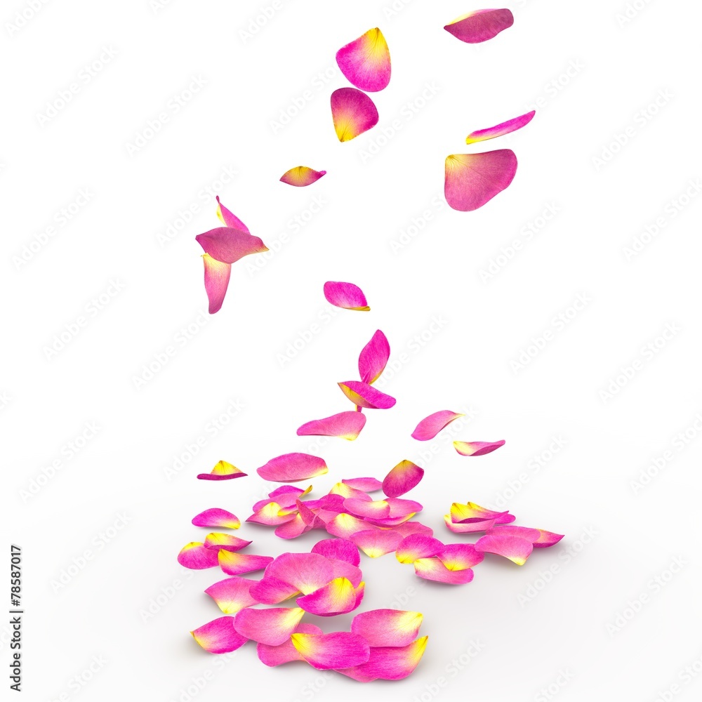 Rose petals on isolated background
