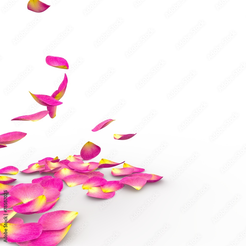 Fototapeta premium Rose petals on isolated background
