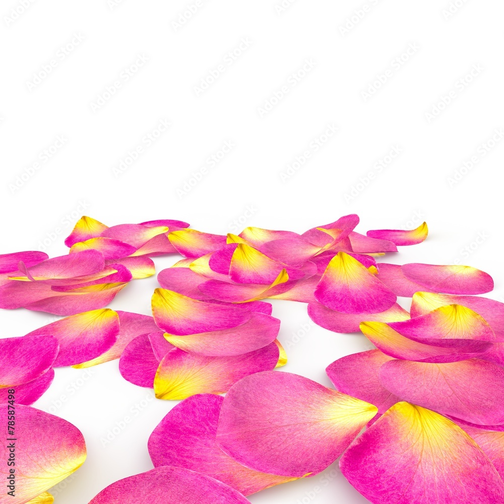 Fototapeta premium Rose petals fall to the floor