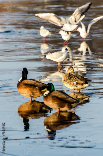 Enten und Möven mit Speigelung auf zugefrorenem See © dietwalther