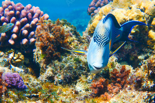 Arabischer Doktorfisch im roten Meer photo