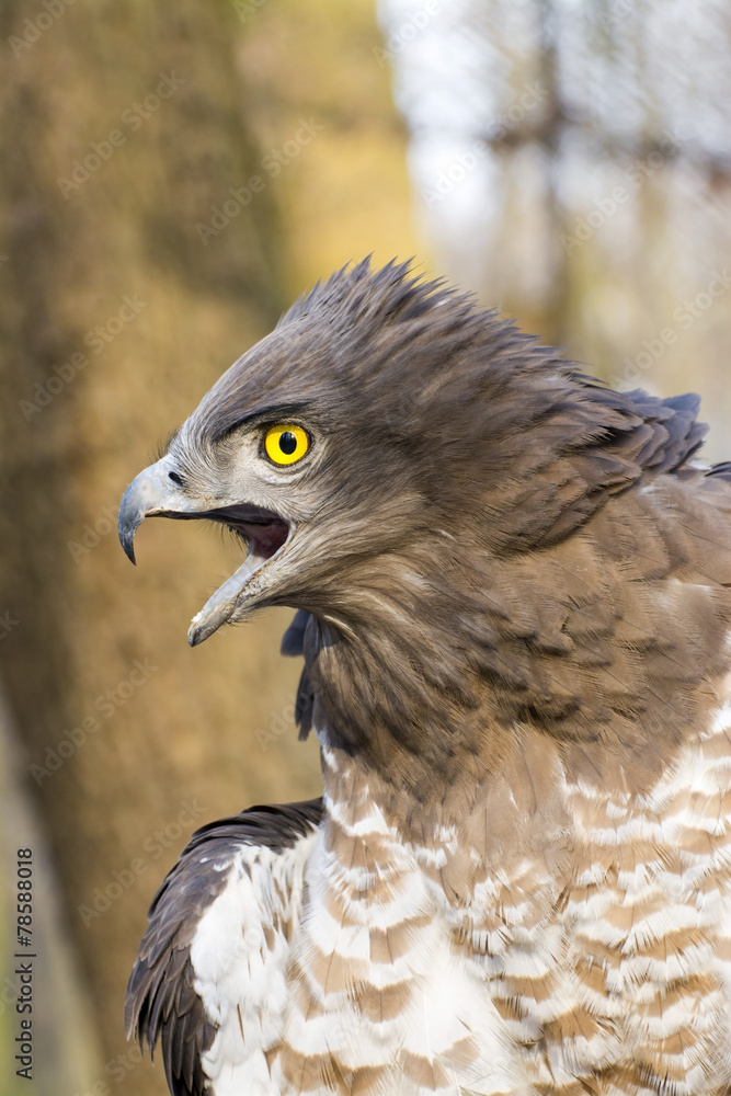 Fototapeta premium Short-toed snake eagle (Circaetus gallicus)