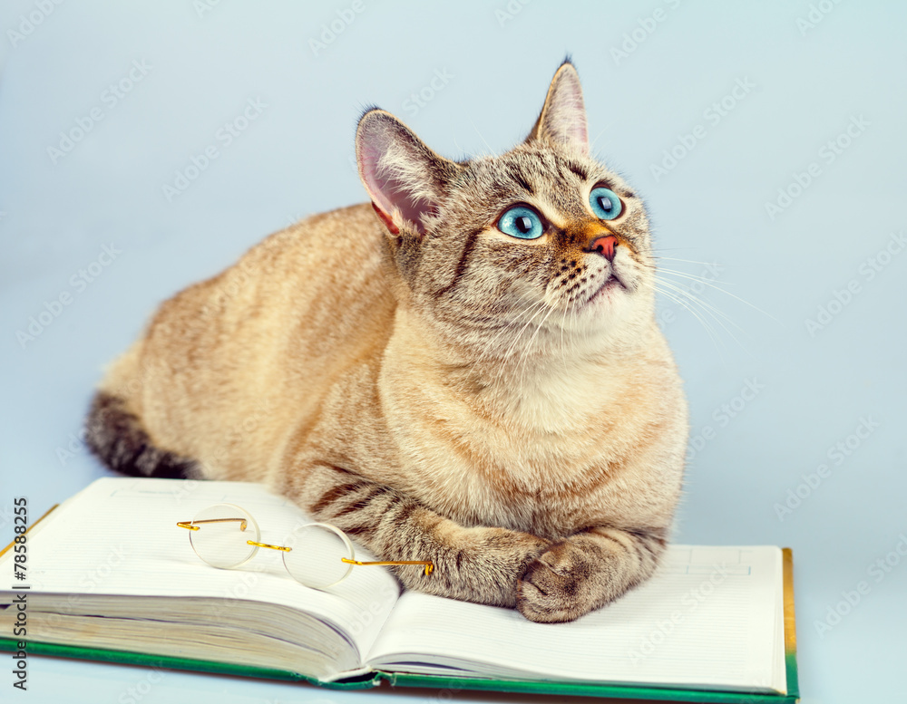 Cute business cat with glasses lying on the notebook (book) Cute business cat with glasses lying on the notebook (book)