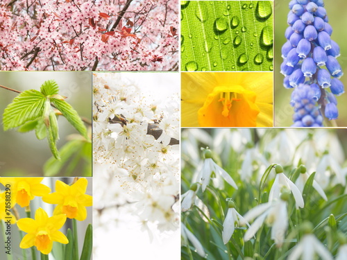 Fototapeta Naklejka Na Ścianę i Meble -  Frühlings Collage