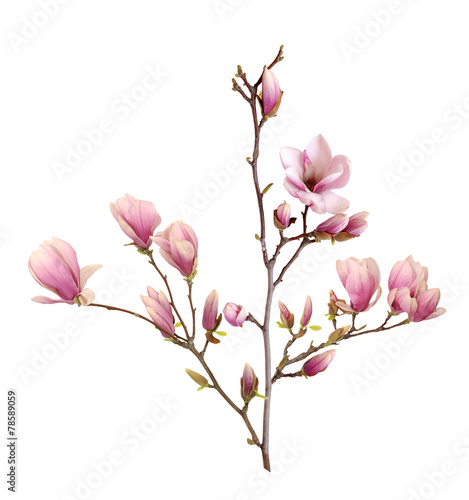 pink magnolia flower isolated on white background 