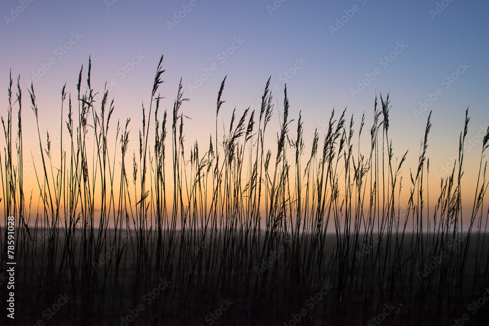 Fototapeta premium Schilf im Abendlicht