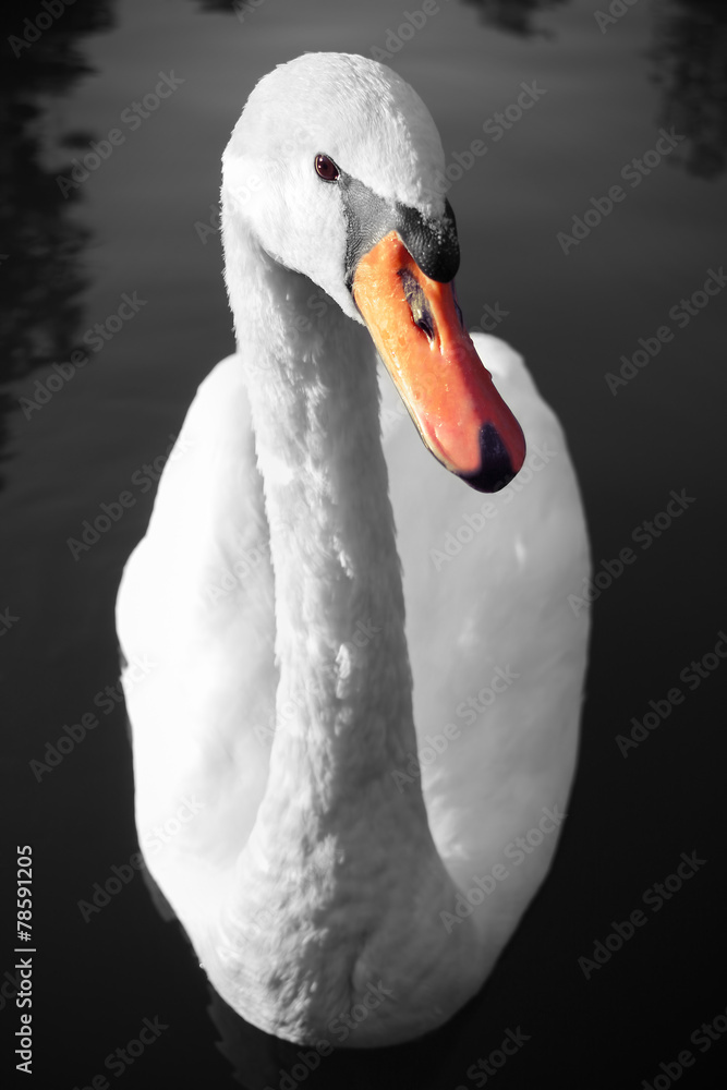 Fototapeta premium Swan portrait on water