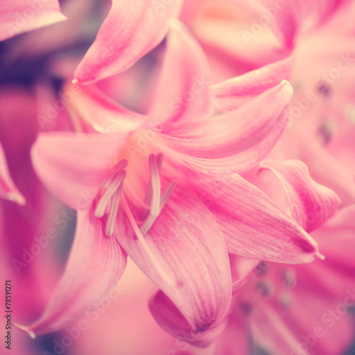 Amaryllis hippeastrum in pink pastel color
