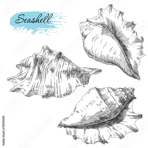 Set of various sea shells