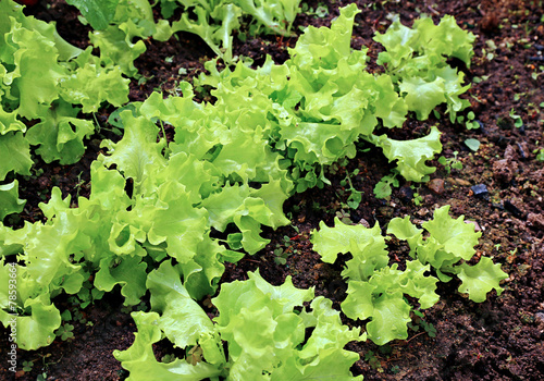 Young plant of lettuce