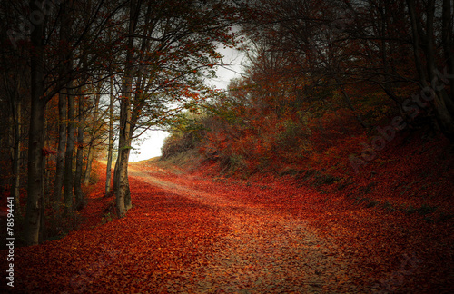 Enlightened road through the forest