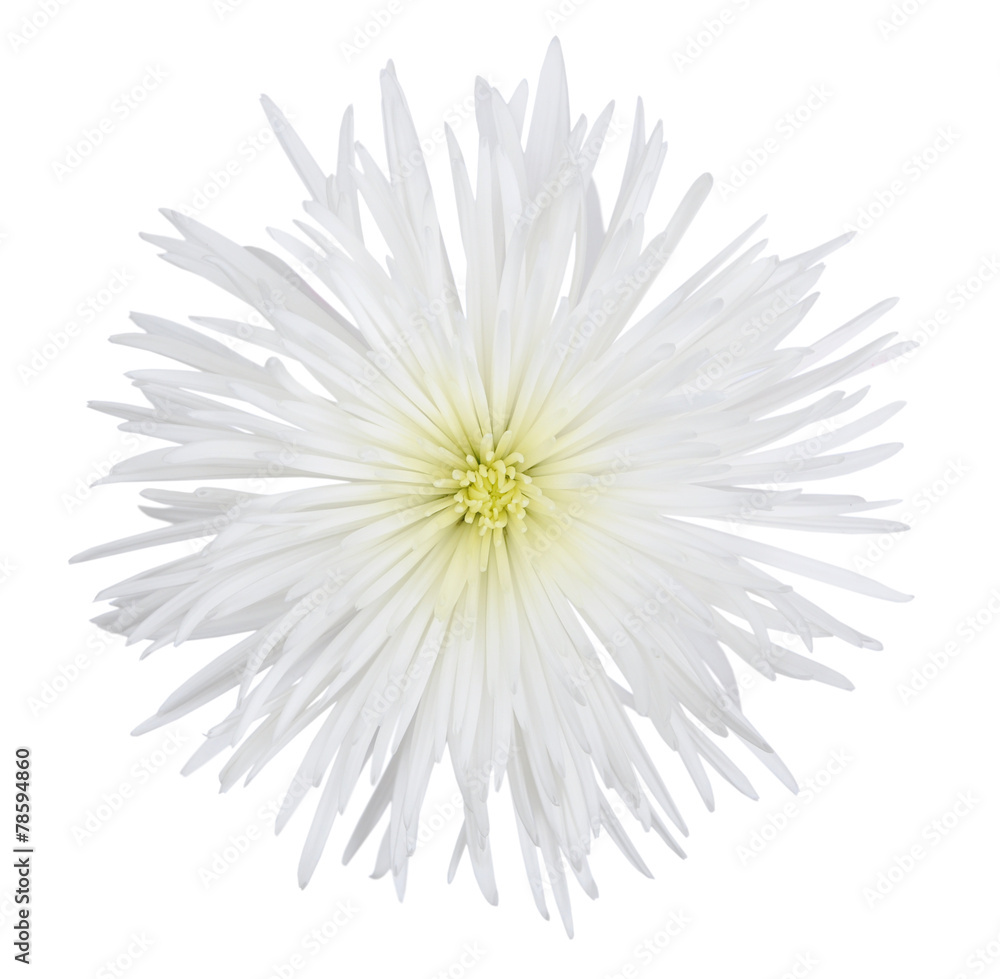 spider mum Stock Photo | Adobe Stock