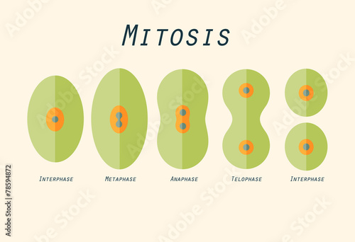 Illustration in flat design of cell division