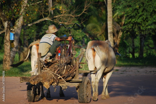 Vászonkép Scène rurale, Cambodge