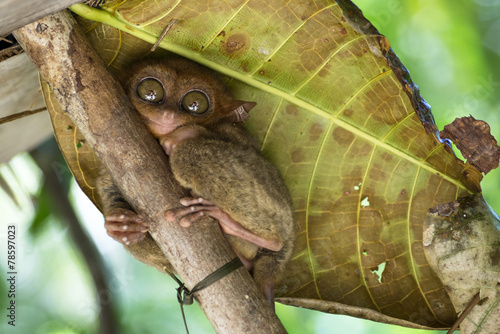 Obraz na plátně Tarsier at Bohol, Philippines