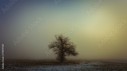 Single tree in the fog